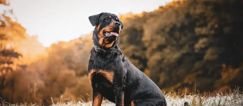 Colorado Dog Bite Laws: Strict Liability, Exceptions & Medical Steps